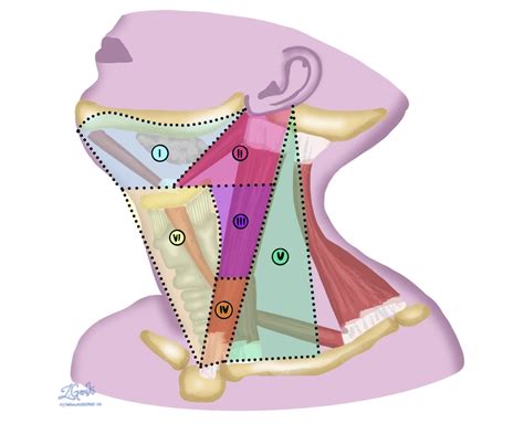 Porovnanie oholeného krku a jemného chmýria