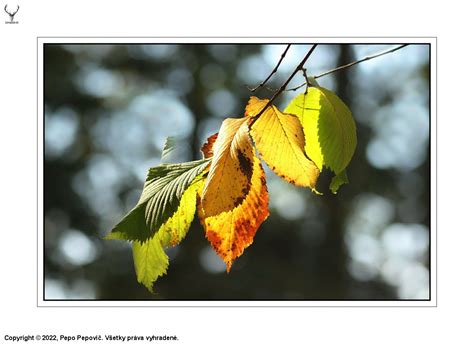 Ilustračná fotografia listov lipy