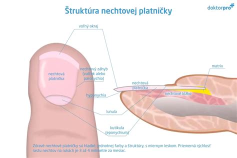 Štruktúra nechtovej platničky