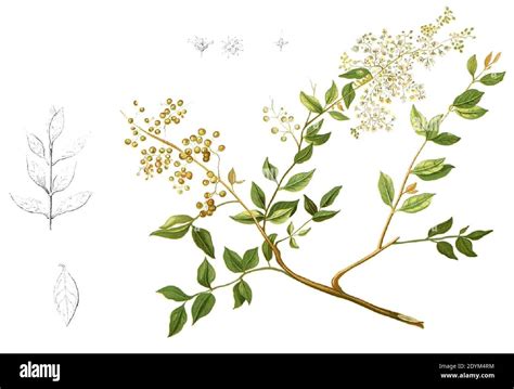 Ilustrácia rastliny Lawsonia Inermis