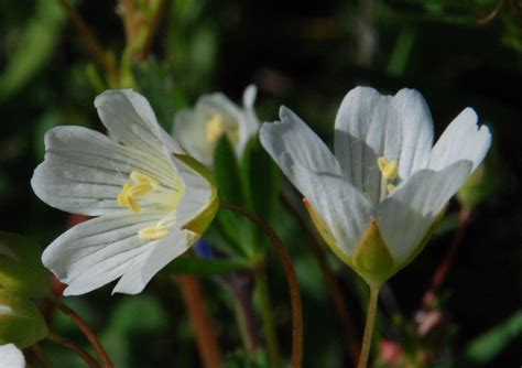 Chemická štruktúra oleja Limnanthes Alba