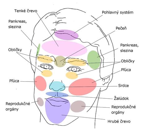 Rozdelenie tvarov tváre a vhodné ofiny