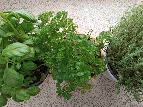 Bylinky v kaderníctve