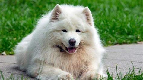 Pes s bielou srsťou po kúpaní