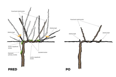 detail rezu viniča na pergole
