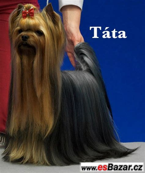 Yorkshirský teriér s krásnou srsťou