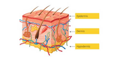 Štruktúra psiej kože a srsti
