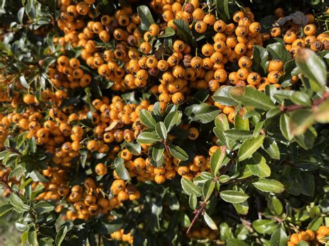 Hlohyňa šarlátová v zime s plodmi