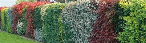 Živý plot z hlohyne