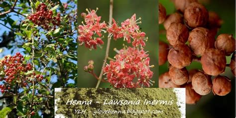 rastlina henna