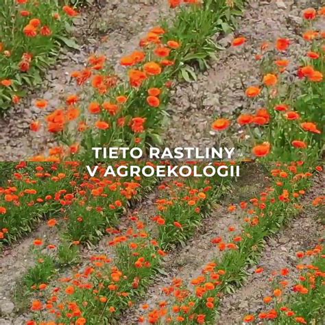 Rastlinné zložky v prírodných šampónoch