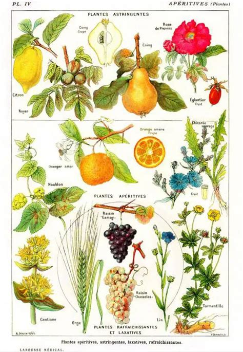 Ilustrácia rastliny henovník