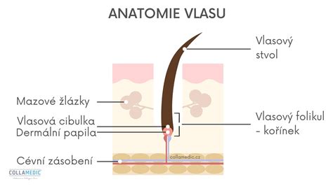 Schematické znázornenie štruktúry vlasu s nanesenou hennou