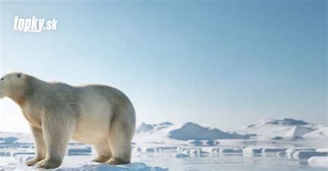 Štruktúra srsti ľadového medveďa