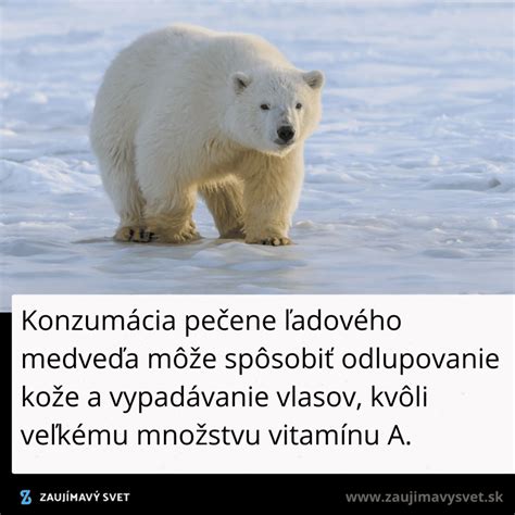 Porovnanie veľkosti ľadového medveďa a iných zvierat