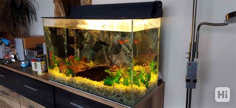 Akvárium s čiernym štrkom a rybičkami