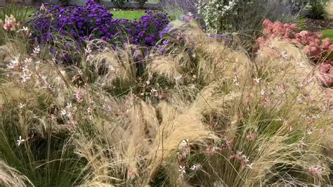 Kavyl perovitý v kvete