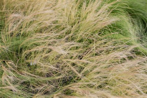 Kavyl perovitý v zime