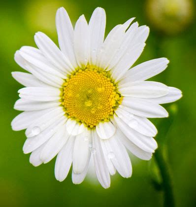 Harmanček v kozmetike pre psov