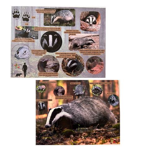 Typy štetín jazveca