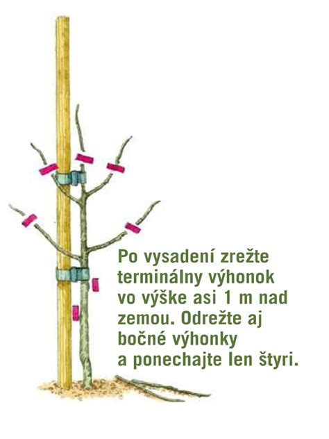 Ovocinár vysvetľuje žiakom, ako správne rezať ovocné stromy.