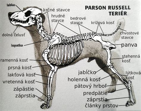 Štruktúra psiej srsti