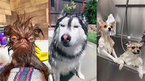 Pes s lesklou srsťou po kúpaní