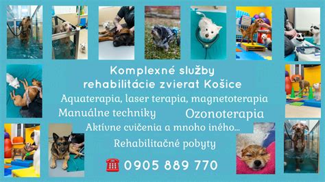 Infografika o frekvencii kúpania psov