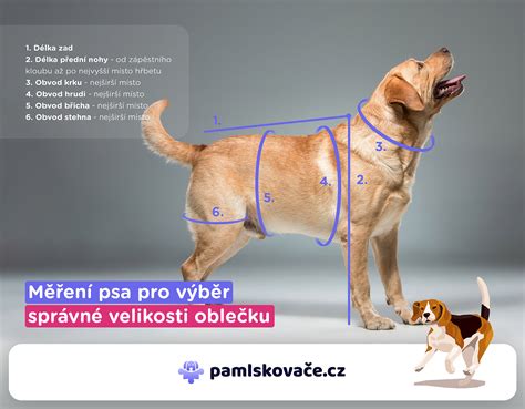 Meranie psa na oblečenie