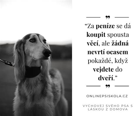 Šťastný pes po úprave v kaderníctve