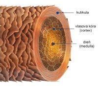 Štruktúra vlasu a vplyv melanínu