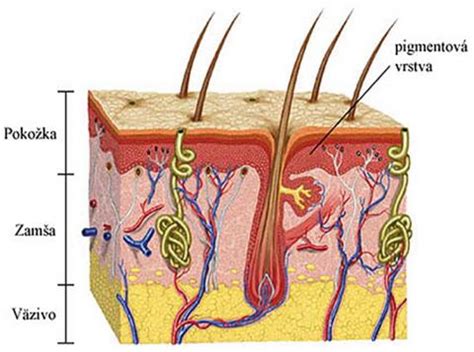 Štruktúra ženského tela s vyznačenými erotogénnymi zónami