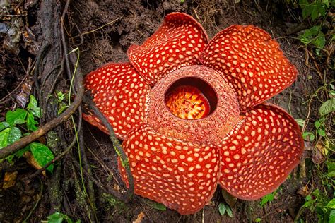 Kvet Rafflesia arnoldii