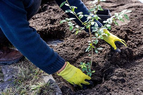 Proces výsadby vtáčieho zobu