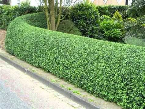 Živý plot z vtáčieho zobu