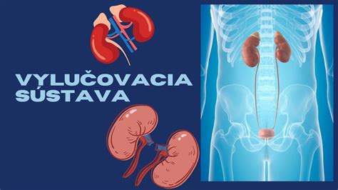 Orgány zapojené do metabolizmu a vylučovania kreatinínu