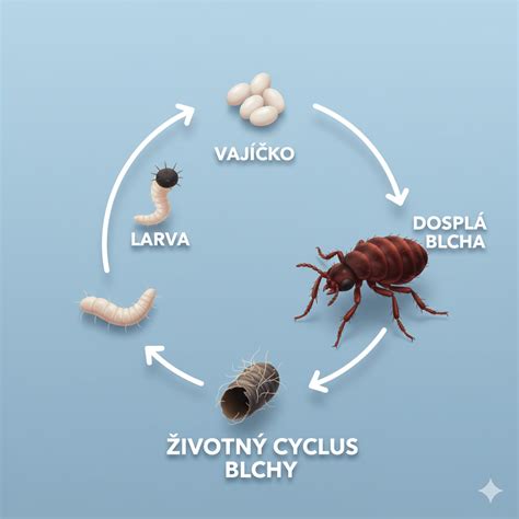 Schéma životného cyklu blchy