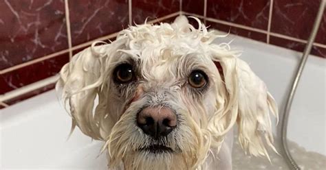 Obrázok psa po kúpaní s lesklou srsťou