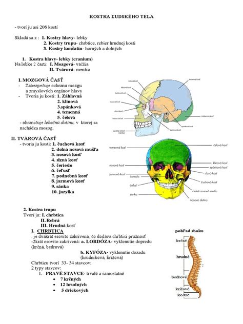 Mapa ľudského tela s vyznačenými typickými oblasťami výskytu seborey