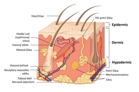 Schéma pôsobenia Redensylu na vlasový folikul