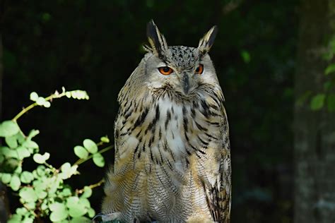 Symbol múdrosti a pozorovateľa - sova