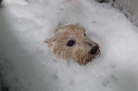 Pes sa kúpe vo vani so šampónom