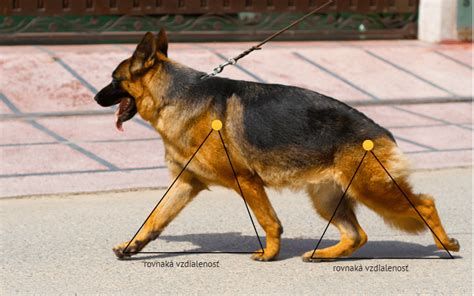 Ilustrácia nemeckého ovčiaka s rôznymi typmi šampónov