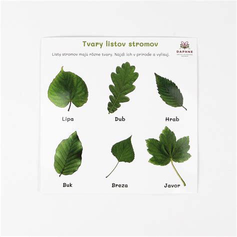 Listy rastliny Hennovník biely