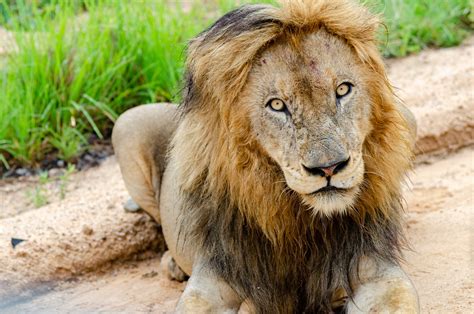 Schéma správnej aplikácie šampónu na zviera