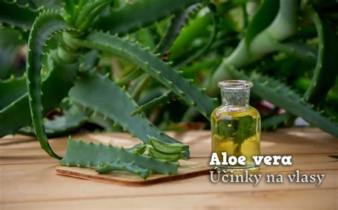 Aloe vera na hydratáciu vlasov