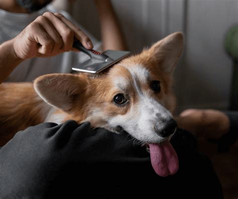 Výber šampónu pre psa podľa typu srsti