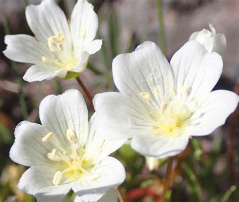 Štruktúra molekuly oleja Limnanthes Alba