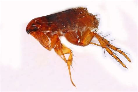 Infografika zobrazujúca rôzne typy ektoparazitov (blcha, kliešť, voš).