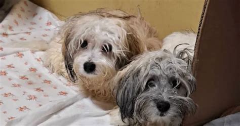 Ilustrácia psa so šampónom